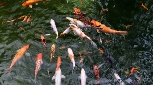 Carpa Real Lagoa Koi Japonês Vista Superior Água Carpa Brocado — Fotografia de Stock