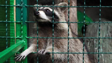 Hayvanat bahçesindeki kafeste bir rakun ızgarayı tarıyor. Gözlerine dokunmadan kameraya bakan bir rakunun portresi. Rakun ailesinin yırtıcı memelilerinin cinsi. Amerika sakinleri