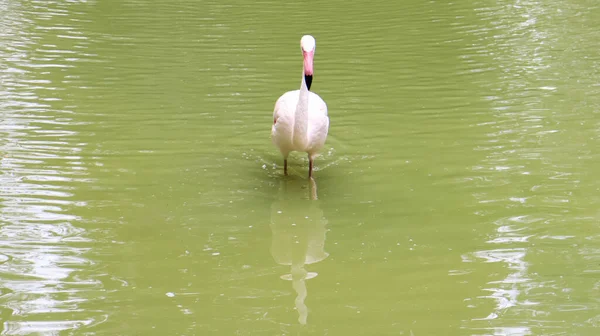Розовый Фламинго Род Птиц Семейства Пламенеющего Отряда Фламингоидов Озере Пруду — стоковое фото