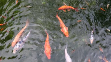 Gölde kraliyet sazanı. Deniz manzaralı Japon koi balığı. Suda brokar sazan balığı. Kutsal balık. Amur alt türlerinden beslenen dekoratif evcil balıklar..