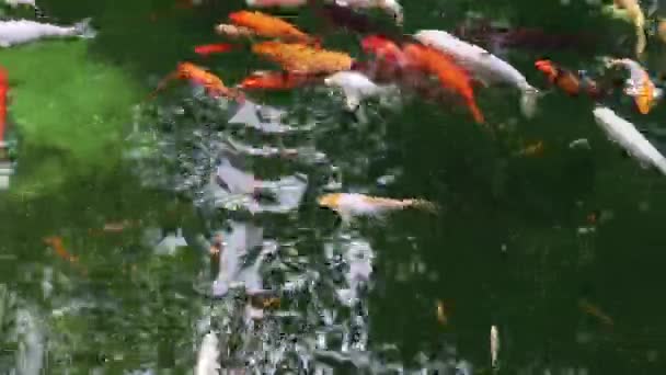 Carpa Real Lagoa Koi Japonês Vista Superior Água Carpa Brocado — Vídeo de Stock