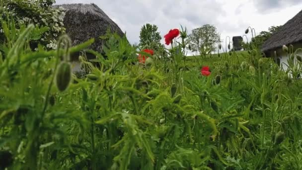 Vörös Mákvirág Szélben Mák Családba Tartozó Lágyszárú Növények Nemzetsége Száraz — Stock videók