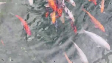 Gölde kraliyet sazanı. Deniz manzaralı Japon koi balığı. Suda brokar sazan balığı. Kutsal balık. Amur alt türlerinden beslenen dekoratif evcil balıklar.