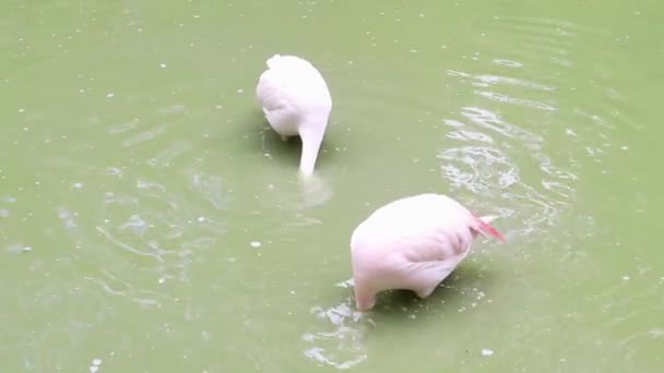 Roze Flamingo Een Geslacht Van Vogels Uit Familie Flamingo Flamingoidae — Stockvideo