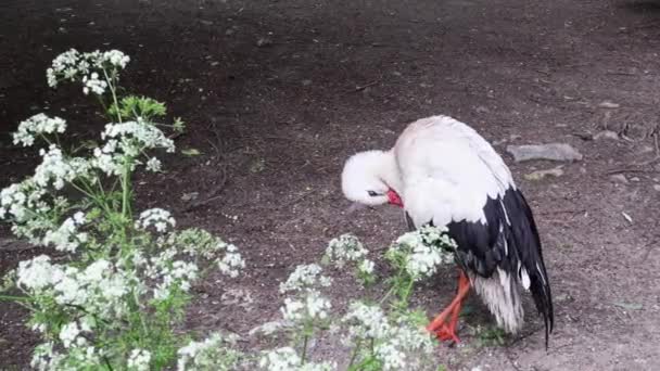 Bird White Stork Genus Birds Order Ankle Large Marsh Bird — Stock Video