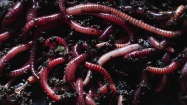 Çernozem serasında bir grup solucan ya da solucan toplanır. Balık tutmak ya da gübrelemek için kırmızı solucanlar. Bitki atıklarını zengin bir toprak ve gübre geliştiricisine dönüştürmek.