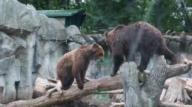 Hayvanat bahçesindeki bir platformda ayılar camın arkasında. Bir boz ayı ya da sıradan bir ayı, ayı familyasının en büyük kara yırtıcılarından biridir.