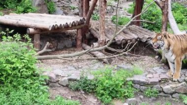 Hayvanat bahçesindeki kaplan. Büyük kedilerin alt familyasına ait olan panter cinsinin dört temsilcisinden biri olan etçil kedi memeli türleri.