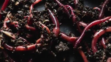 Çernozem serasında bir grup solucan ya da solucan toplanır. Balık tutmak ya da gübrelemek için kırmızı solucanlar. Bitki atıklarını zengin bir toprak ve gübre geliştiricisine dönüştürmek.