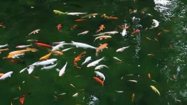 Carpa Real Estanque Koi Japonés Vista Agua Carpa Brocado Agua — Vídeo de stock