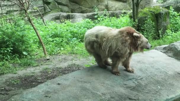 Ursos Uma Plataforma Jardim Zoológico Atrás Copo Urso Pardo Urso — Vídeo de Stock