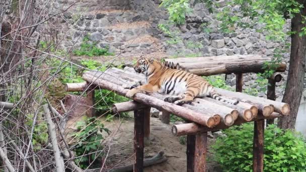 動物園の虎 肉食性のネコ科哺乳類4種のうちの1種で大型猫の亜科に属するもの — ストック動画