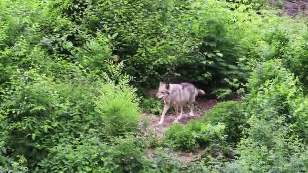 Μοναχικό Δάσος Γκρίζος Λύκος Στέκεται Ανάμεσα Πράσινα Δέντρα Και Θάμνους — Αρχείο Βίντεο