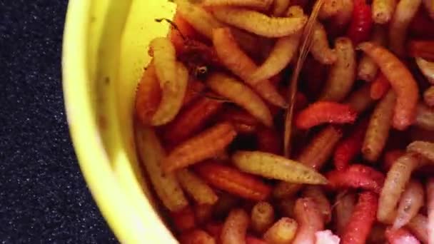Madenfischen Würmer Makrofilm Großaufnahme Makrovideo Von Oben Mit Vielen Lebendigen — Stockvideo