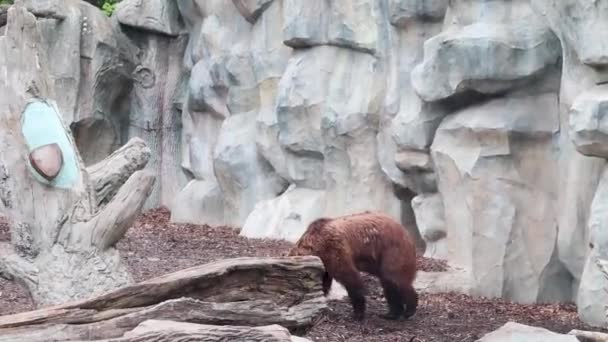 ガラスの後ろの動物園のプラットフォーム上のクマ クマ科の哺乳類であるヒグマまたは普通のクマは 最大の土地捕食者の1つです — ストック動画