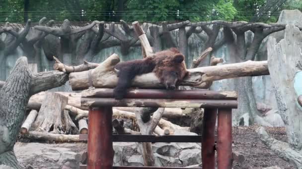 Ours Sur Une Plate Forme Dans Zoo Derrière Verre Ours — Video
