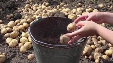 Kadının elleri iyi bir seçim. Sebze bahçesinde büyük taze kazılmış patatesler ve demir bir kovanın içinde yerden çıkan yumruyu ayırıyor. Patates hasat ve yetiştirme. Yukarıdan görüntüle