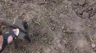 Bir adam kürekle toprağı kazıyor ve bahçede patates çıkarıyor. Tarım konsepti. Çiftçi toprakta patates yetiştirir ve toplar.