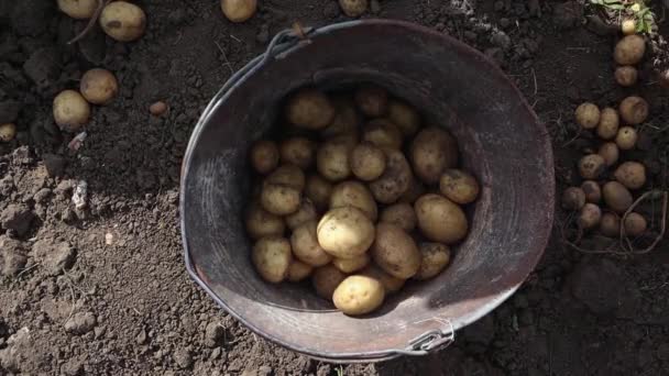 Mani Della Donna Selezionano Una Buona Scelta Grandi Patate Appena — Video Stock