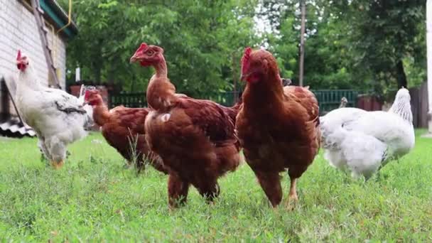 家养的褐色和白色的母鸡和公鸡在大自然中吃草 户外是在农村鸡舍附近的一个房子的后院 在农舍的院子里放养的纯鸡 — 图库视频影像