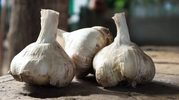 Three Heads Messidor Garlic Wooden Background Variety High Yielding Good — Stock Photo, Image