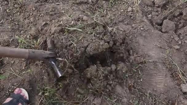 男はシャベルで地面を掘り 庭のジャガイモを掘り出します 農業の概念 農家は地面にジャガイモを栽培して収集します — ストック動画