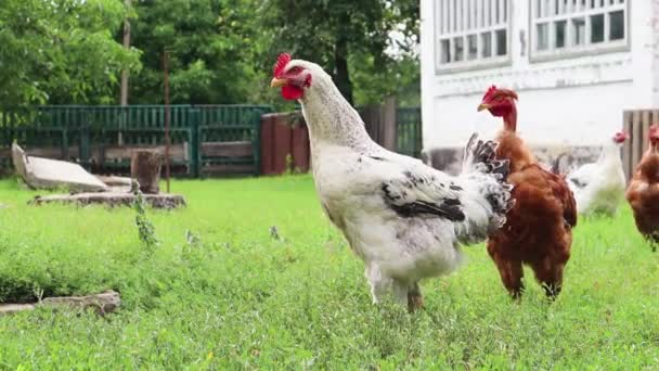 Pedigree Brown White Hens Roosters Eat Grass Nature Outdoors Backyard — Stock Video