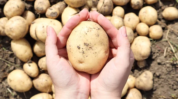 Agricultor Sostiene Una Papa Amarilla Joven Que Acaba Cavar Del — Foto de Stock