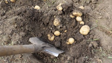 Genç patateslerin çiftliğindeki topraktan hasat. Taze organik patatesler bir çiftlik bahçesinde kürekle topraktan çıkarılır.