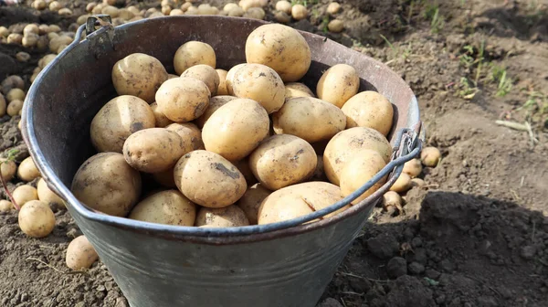 Bucket of new crop of potatoes in the garden top view. Young early potatoes are collected by female hands in buckets in the garden, village rural life