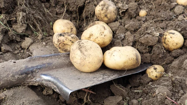 Harvesting from the soil on the plantation of early young potatoes. Fresh organic potatoes are dug out of the ground with a shovel in a farm garden