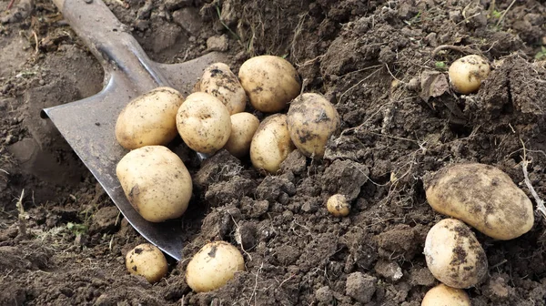 Zbieranie Gleby Plantacji Wczesnych Młodych Ziemniaków Świeże Organiczne Ziemniaki Wykopywane — Zdjęcie stockowe