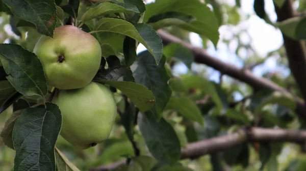 Dwa Dojrzały Zielony Jabłko Gałąź Razem Drzewo Zielony Liść Latem — Zdjęcie stockowe