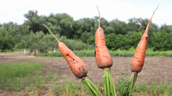 Freshly dug carrots with tops on the background of a vegetable garden on a sunny day outdoors. Large unwashed carrots in the field close-up. Harvesting a new crop of vegetables in the countryside