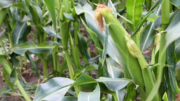 Corn on a stalk in a vegetable garden in a home garden. Corn pods in a corn plant, a field in an agricultural garden, pods on the trunk