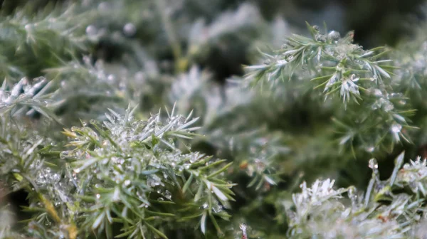Çiğ Taneli Güzel Bir Ladin Dalı Doğadaki Noel Ağacı Yeşil — Stok fotoğraf