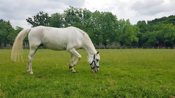 Prachtig Wit Paard Dat Zich Voedt Een Groene Weide Schattig — Stockfoto