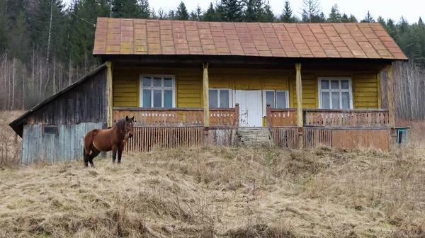 Καφέ Άλογο Κοντά Ένα Ξύλινο Παλιό Σπίτι Του Χωριού Κοντά — Φωτογραφία Αρχείου