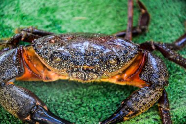 Yengeç tarlası yengeci yeşil arkaplanda izole edildi