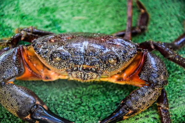 Yengeç tarlası yengeci yeşil arkaplanda izole edildi
