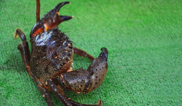 Yengeç tarlası yengeci yeşil arkaplanda izole edildi