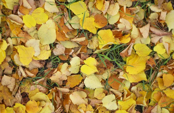 Sonbahar. Çimenlerin üzerinde çok renkli akçaağaç yaprakları var..