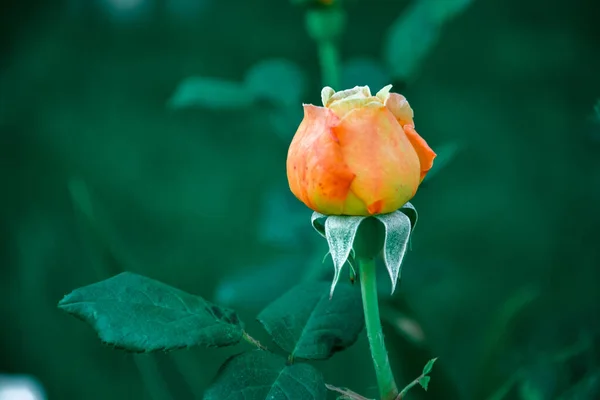 Pembe gül. İyice odaklan. Toz yok. Polen yok.