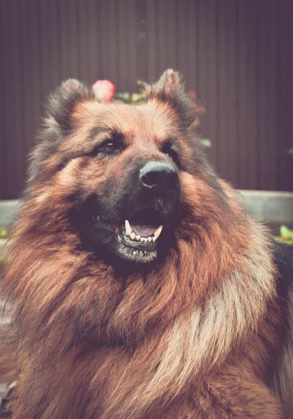 Köpek doğurmak Alman çoban niteliğine