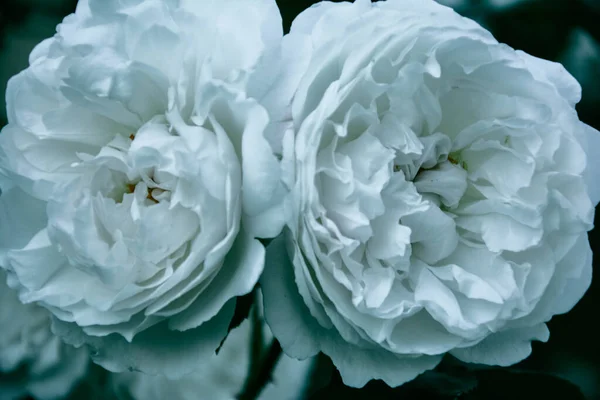 Kırılgan beyaz gül. Makro. çiçek, aşk, doğa,