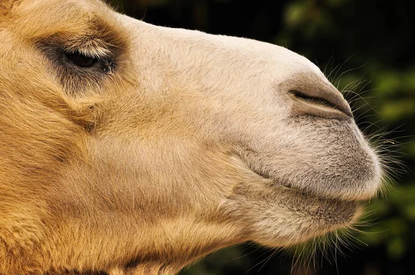 Крупный План Портрета Дикого Животного Верблюда Лицензионные Стоковые Фото