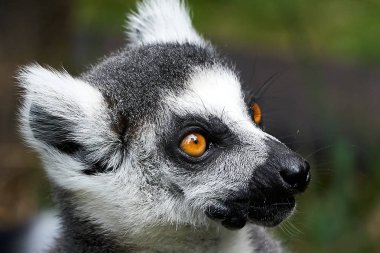     Lemur catta maymun closeup yüz portre                          