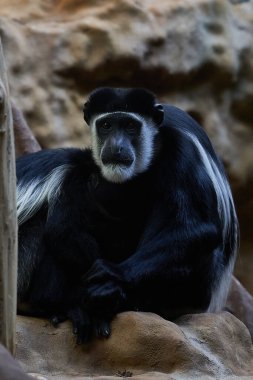       İki siyah ve beyaz maymun birbirini kollar.                         