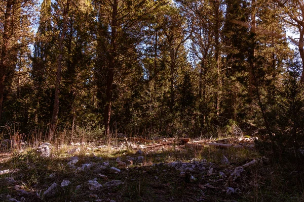 Herfstbos Met Bomen Gras — Stockfoto