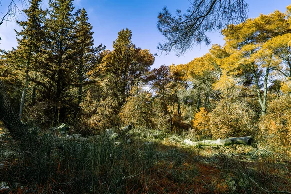 Autumn Landscape Trees Blue Sky — Stock Photo, Image